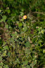 Callianthe pauciflora