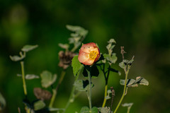 Callianthe pauciflora