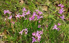 Calopogon oklahomensis