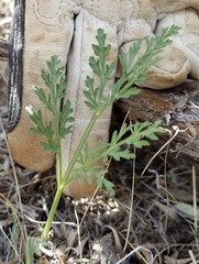 Lomatium nevadense