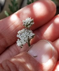 Lomatium nevadense