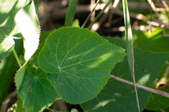 Abutilon grandifolium