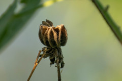 Abutilon grandifolium