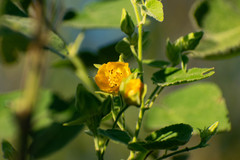 Abutilon grandifolium