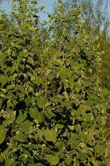 Abutilon grandifolium