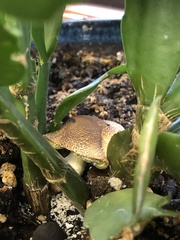 Lepiota elaiophylla