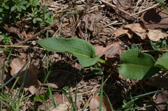 Bistorta officinalis
