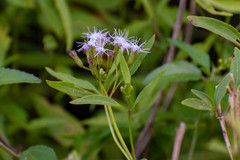 Chromolaena christieana