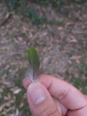 Psittaculidae