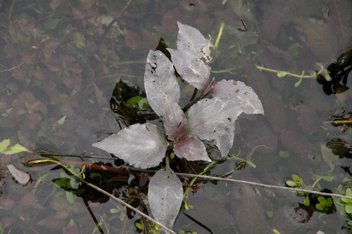 Image of Hygrophila corymbosa by (c) Eric Knight, some rights reserved (CC BY)