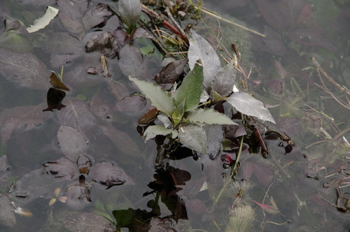 Giant Hygro (Hygrophila corymbosa)