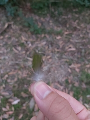 Psittaculidae