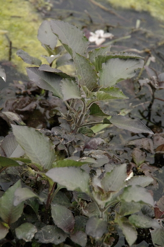 Hygrophila corymbosa, photograph 1