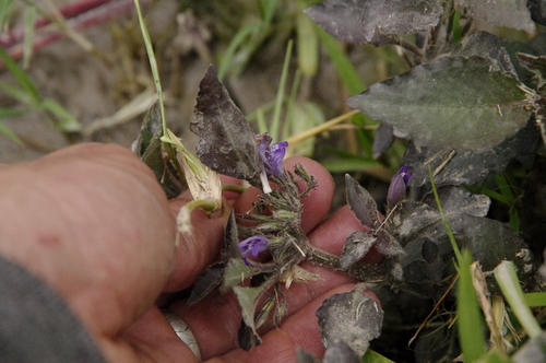 Hygrophila corymbosa, photograph 3