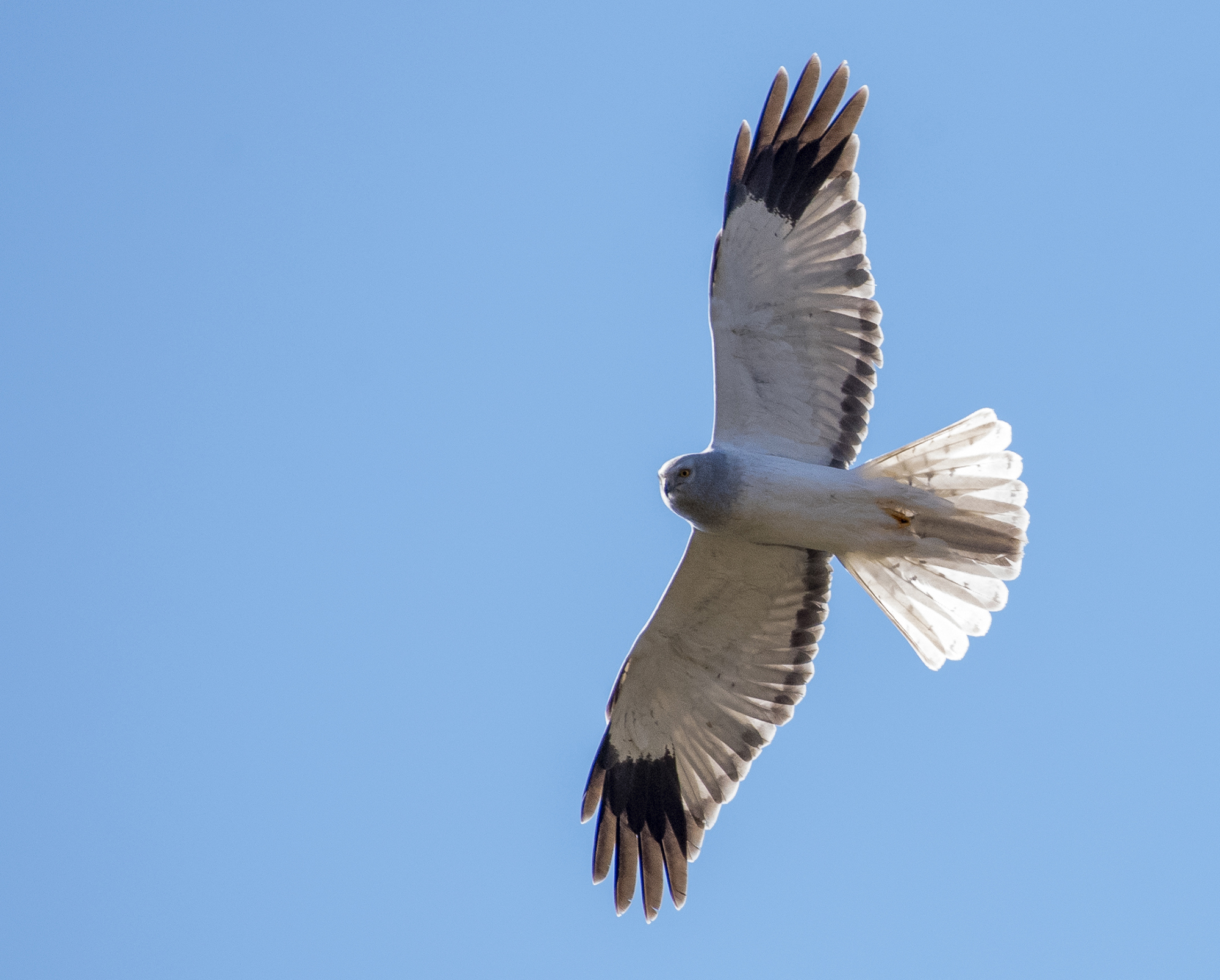 Hen Harrier (Circus cyaneus)