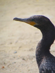 Nannopterum brasilianum