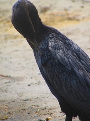 Nannopterum brasilianum