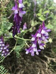 Vicia villosa