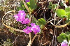 Primula hirsuta