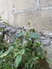 Acalypha alopecuroidea