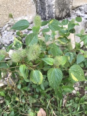 Acalypha alopecuroidea