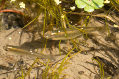 Fundulus dispar