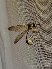 Eustenogaster micans