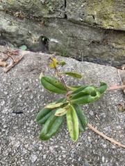 Veronica elliptica