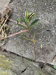 Veronica elliptica