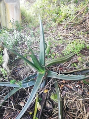 Gasteria acinacifolia