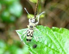 Chlorophorus macaumensis