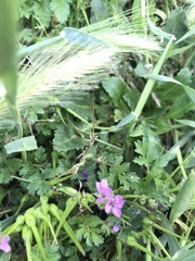 Erodium ciconium