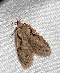 Semioscopis