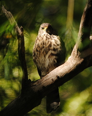 Accipiter chilensis