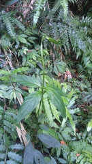 Mussaenda parviflora