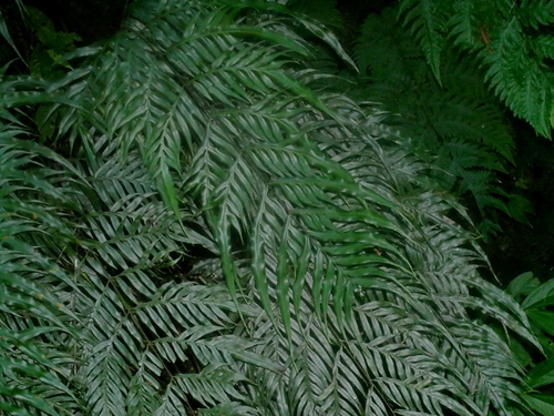 Pteris formosana iNat (3)