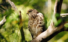 Accipiter chilensis