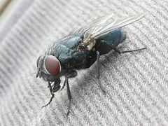 Calliphora vicina