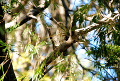 Accipiter chilensis