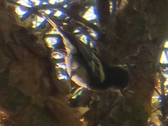 Melaniparus albiventris