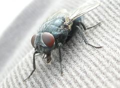 Calliphora vicina