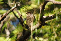 Accipiter chilensis