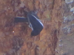 Melaniparus albiventris