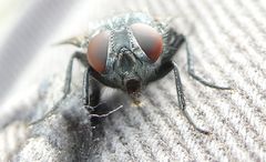 Calliphora vicina