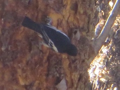 Melaniparus albiventris