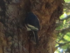 Melaniparus albiventris