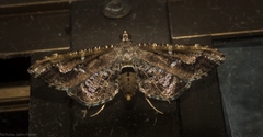 Merodictya marmorata