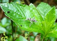 Chlorophorus macaumensis