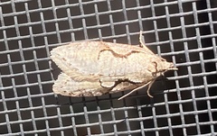 Semioscopis packardella