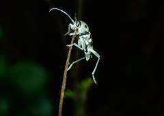 Chlorophorus macaumensis